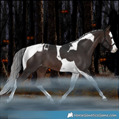 Horse Color:White Spotted Brown Splash Tobiano Appaloosa Rabicano 