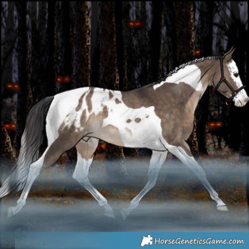 Horse Color:Brown Dun Splash Tobiano Appaloosa Rabicano 