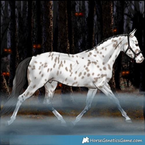 Horse Color:Brown Dun Tobiano Appaloosa Rabicano 