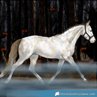 Horse Color:White Spotted Brown Snowdrop Pearl Dun Splash Tobiano Near Leopard Rabicano 