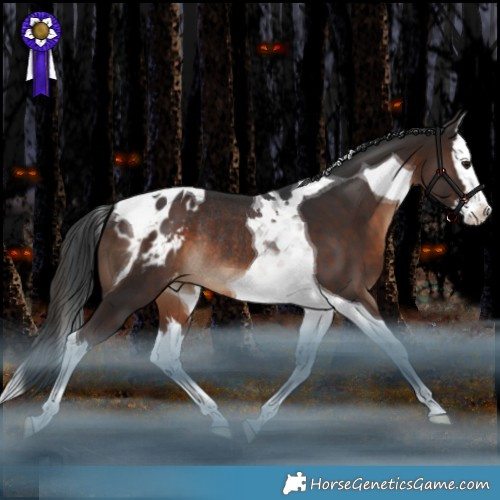 Horse Color:Brown Splash Tobiano Appaloosa Rabicano 