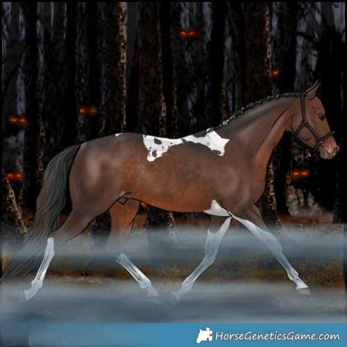 Horse Color:Brown Tobiano Appaloosa Rabicano 