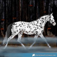 Horse Color:White Spotted Brown Splash Tobiano Appaloosa Rabicano 