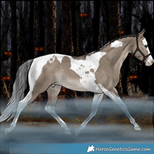 Horse Color:White Spotted Brown Dun Splash Tobiano Appaloosa Rabicano