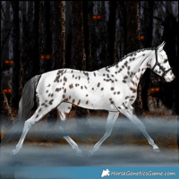 Horse Color:Brown Tobiano Near Leopard Rabicano 
