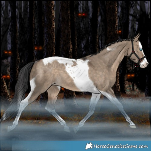 Horse Color:Bay Dun Splash Tobiano Appaloosa Rabicano 