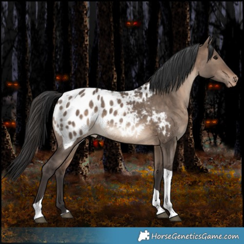 Horse Color:Bay Dun Tobiano Appaloosa Rabicano 