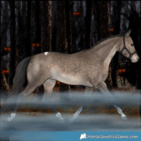 Horse Color:Brown Dun Tobiano Appaloosa Rabicano