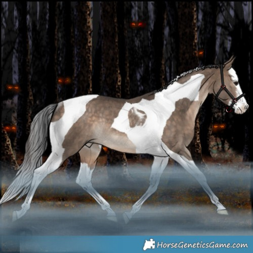 Horse Color:White Spotted Bay Dun Splash Tobiano Rabicano 