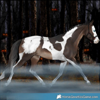 Horse Color:White Spotted Brown Splash Tobiano Appaloosa Rabicano
