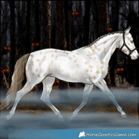 Horse Color:White Spotted Brown Snowdrop Pearl Splash Tobiano Near Leopard Rabicano 