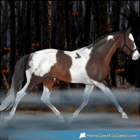 Horse Color:White Spotted Brown Splash Tobiano Appaloosa Rabicano