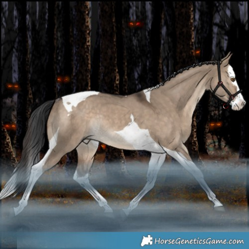 Horse Color:Brown Dun Splash Tobiano Rabicano