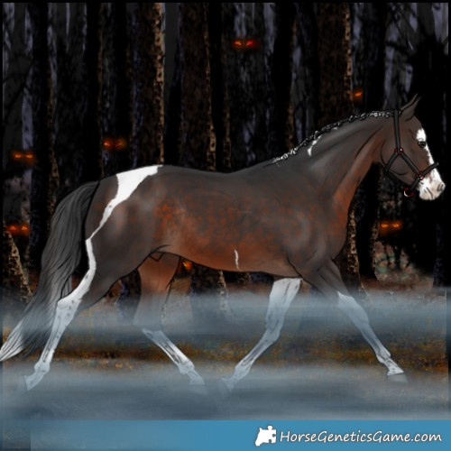 Horse Color:Brown Splash Tobiano Rabicano 
