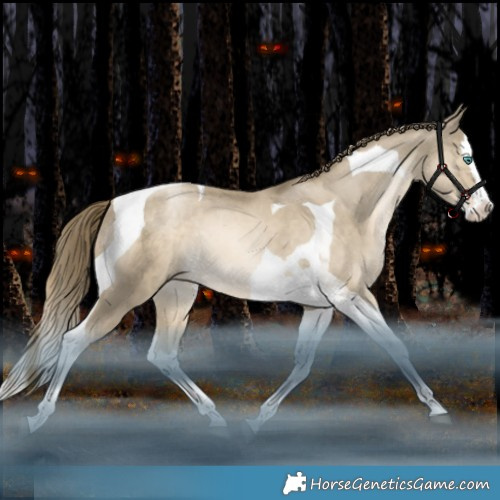 Horse Color:Black Snowdrop Splash Tobiano Rabicano 