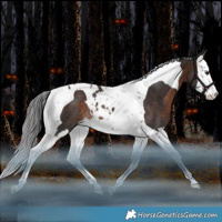 Horse Color:Brown Splash Tobiano Rabicano 