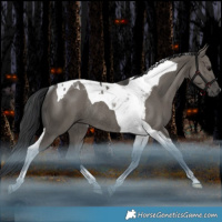 Horse Color:Grullo Tobiano Rabicano