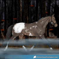 Horse Color:White Spotted Bay Dun Tobiano Snowcap Rabicano