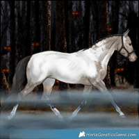 Horse Color:White Spotted Brown Dun Tobiano Near Fewspot Rabicano