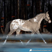 Horse Color:White Spotted Bay Dun Tobiano Appaloosa Rabicano 