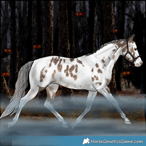 Horse Color:White Spotted Brown Dun Splash Tobiano Appaloosa Rabicano 