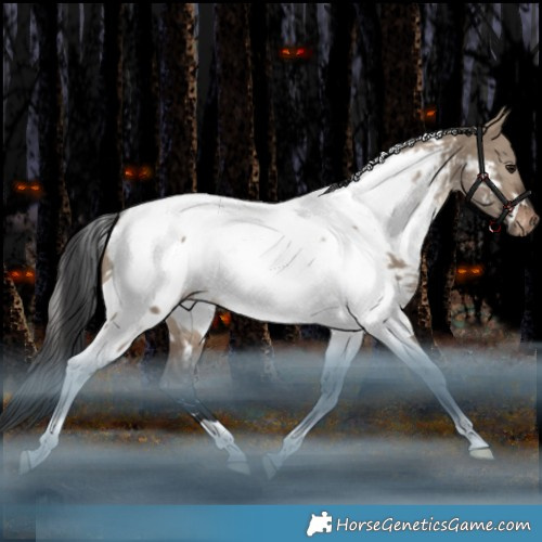 Horse Color:White Spotted Brown Dun Tobiano Appaloosa Rabicano
