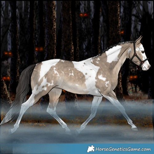 Horse Color:White Spotted Bay Dun Splash Tobiano Appaloosa Rabicano 