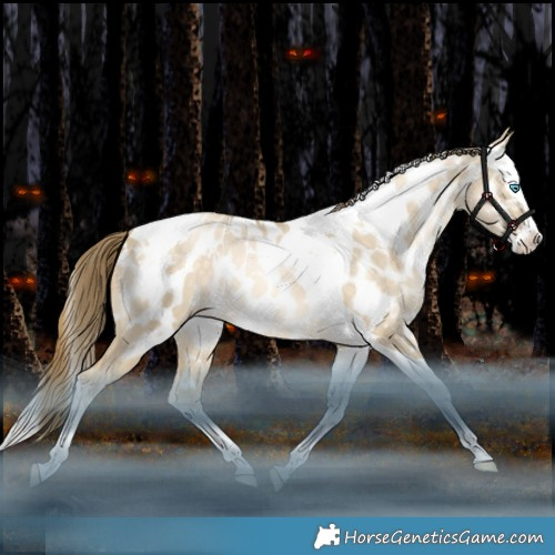 Horse Color:White Spotted Bay Snowdrop Dun Splash Tobiano Appaloosa Rabicano 