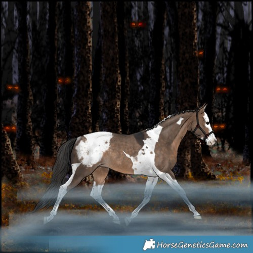 Horse Color:Bay Dun Splash Tobiano Appaloosa Rabicano 