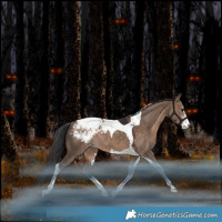 Horse Color:Brown Dun Sabino Tobiano Appaloosa Rabicano