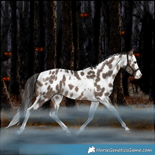 Horse Color:Bay Dun Splash Tobiano Appaloosa Rabicano 