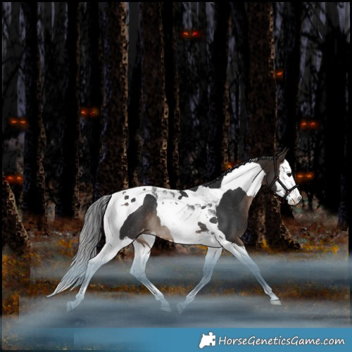 Horse Color:Bay Splash Tobiano Appaloosa Rabicano 