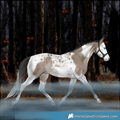 Horse Color:Brown Dun Splash Tobiano Appaloosa Rabicano 