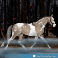 Horse Color:White Spotted Bay Dun Splash Tobiano Blanket Rabicano 