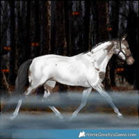 Horse Color:White Spotted Brown Dun Tobiano Near Fewspot Rabicano 