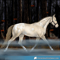 Horse Color:White Spotted Brown Snowdrop Pearl Dun Tobiano Appaloosa Rabicano