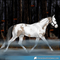 Horse Color:White Spotted Brown Dun Splash Tobiano Varnish Rabicano 