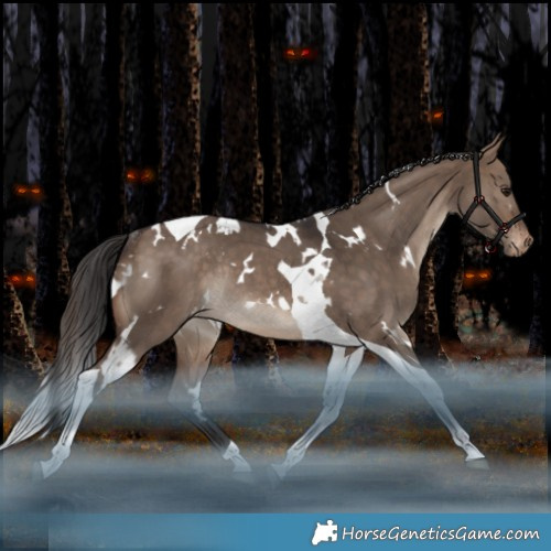 Horse Color:White Spotted Brown Dun Tobiano Appaloosa Rabicano