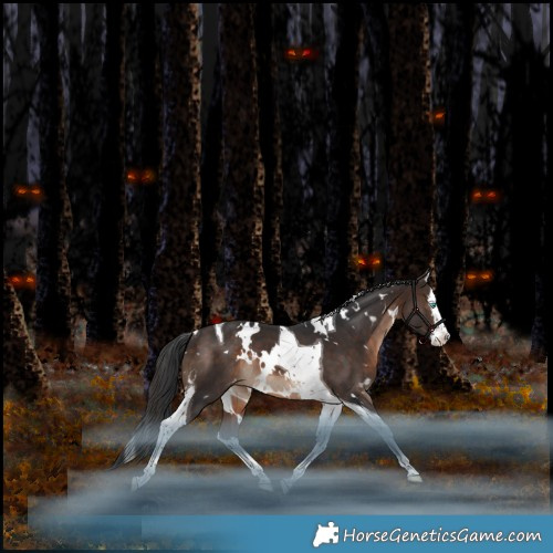 Horse Color:White Spotted Brown Splash Tobiano Appaloosa Rabicano