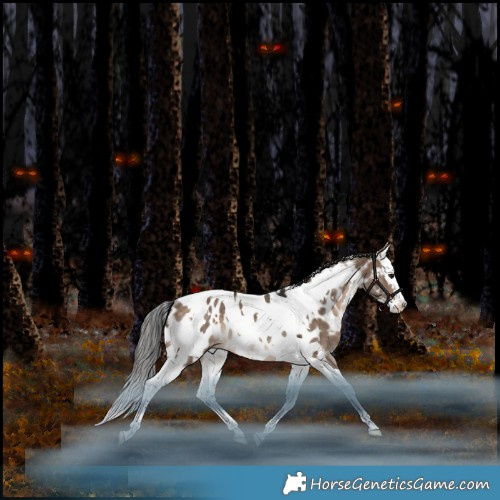 Horse Color:White Spotted Bay Dun Splash Tobiano Appaloosa Rabicano 