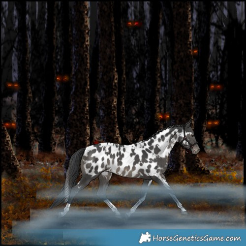 Horse Color:White Spotted Black Tobiano Appaloosa Rabicano 