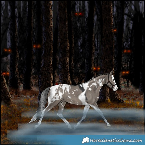 Horse Color:White Spotted Grullo Splash Tobiano Appaloosa Rabicano