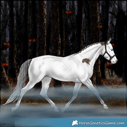 Horse Color:Brown Dun Splash Tobiano Appaloosa Rabicano 