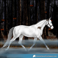 Horse Color:Brown Dun Splash Tobiano Blanket Rabicano 