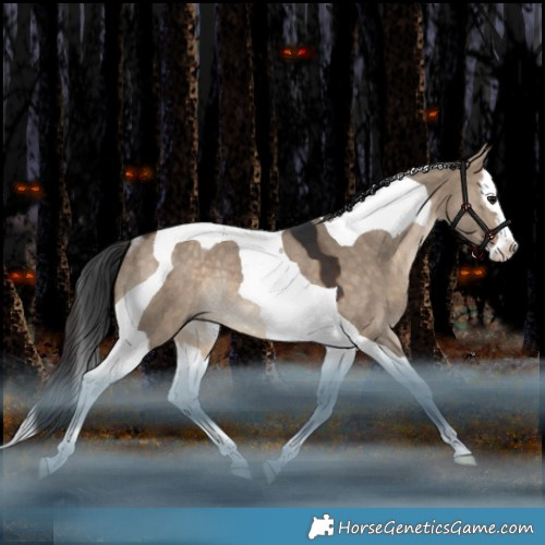Horse Color:Bay Dun Splash Tobiano Rabicano