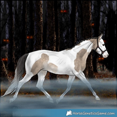 Horse Color:Bay Dun Splash Tobiano Appaloosa Rabicano