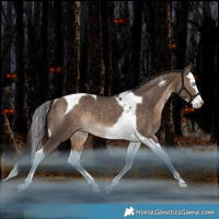 Horse Color:Bay Dun Splash Tobiano Appaloosa Rabicano 