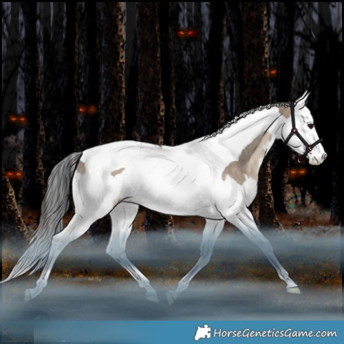 Horse Color:Bay Dun Splash Tobiano Rabicano