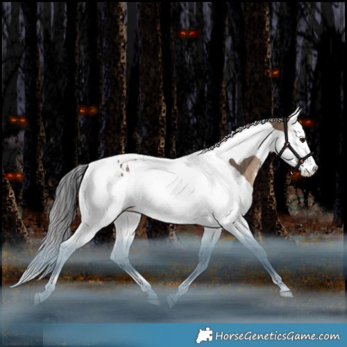 Horse Color:Bay Dun Splash Tobiano Rabicano 