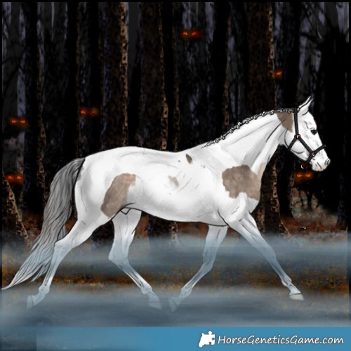 Horse Color:Bay Dun Splash Tobiano Rabicano